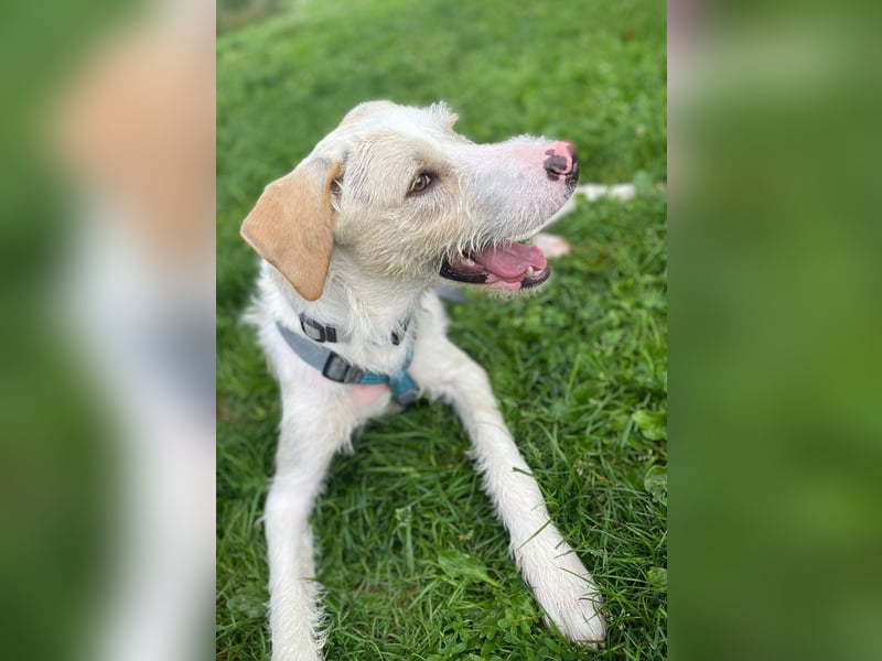 Pippo sucht sein Für-Immer-Körbchen