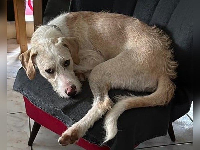 Pippo sucht sein Für-Immer-Körbchen