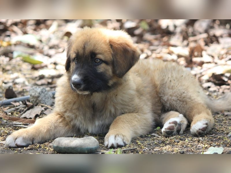 Kleiner Tyrion sucht großes Herz