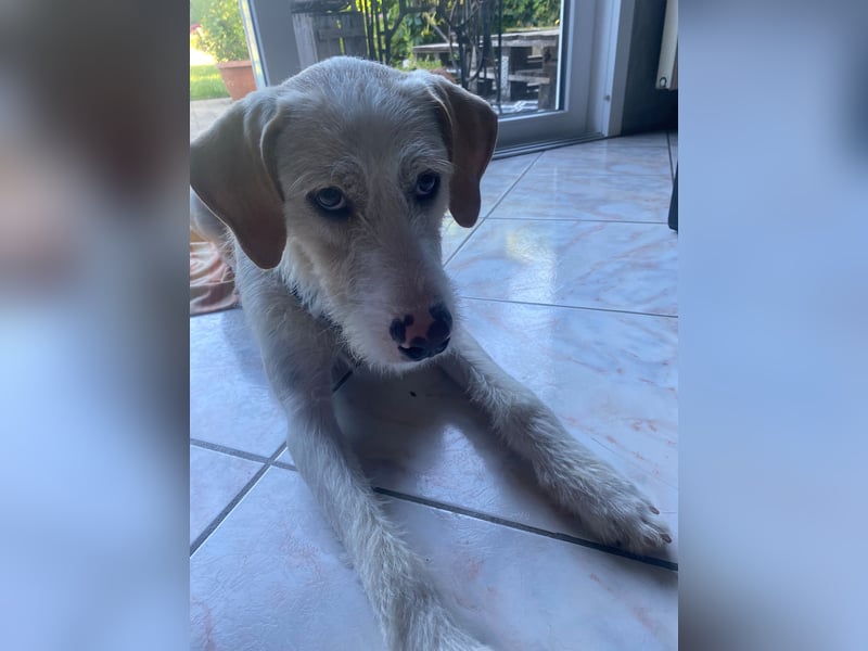 Pippo sucht sein Für-Immer-Körbchen