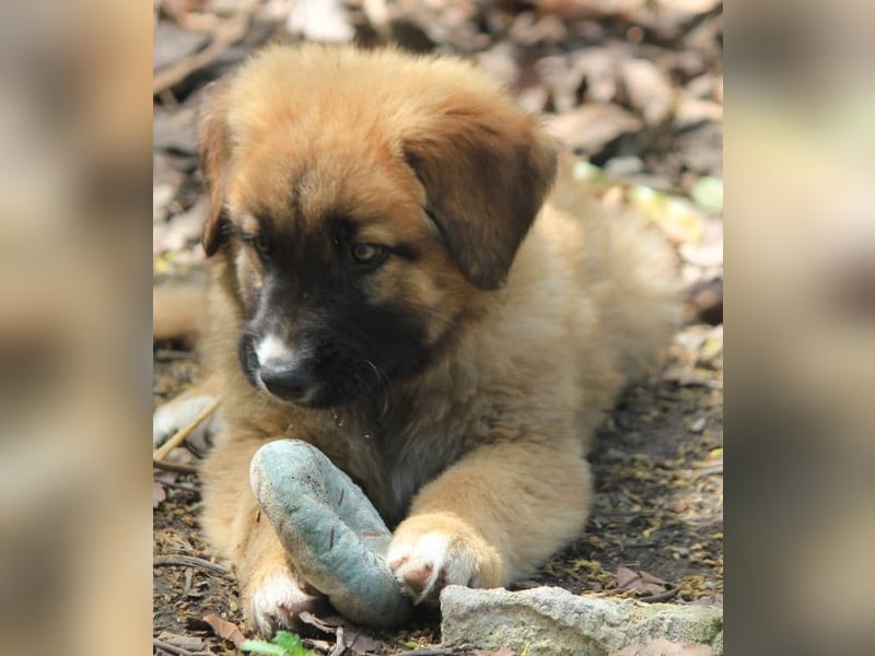 Kleiner Tyrion sucht großes Herz