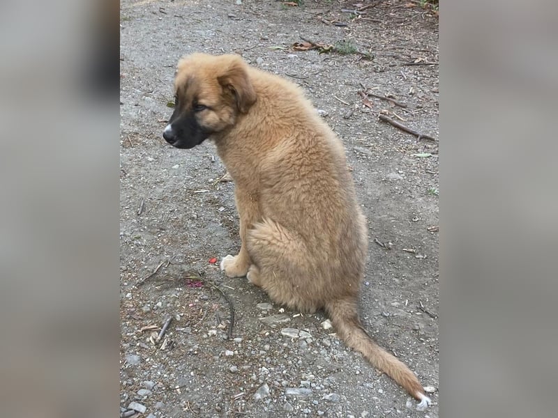 Kleiner Tyrion sucht großes Herz