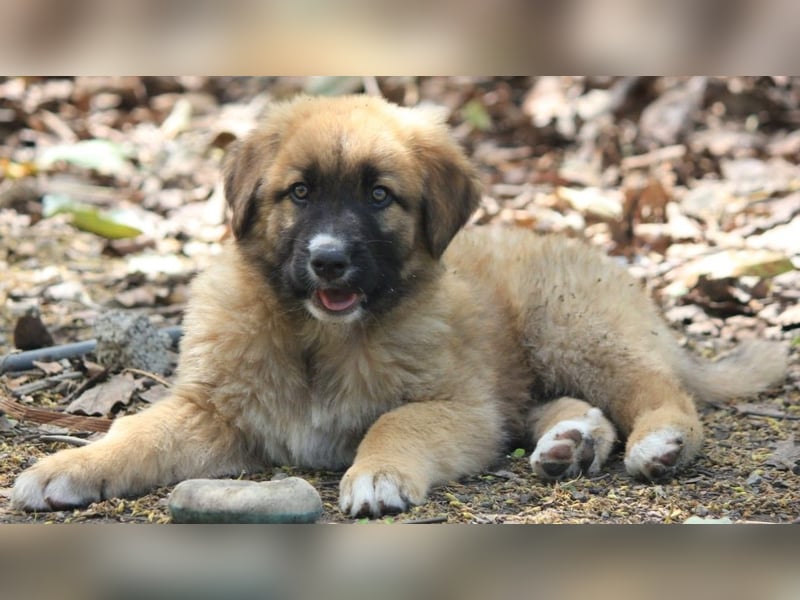 Kleiner Tyrion sucht großes Herz