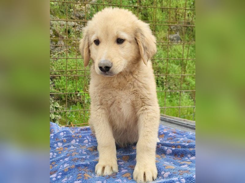 Welpenbub ♥Atlas♥ möchte lernen, lieben, leben