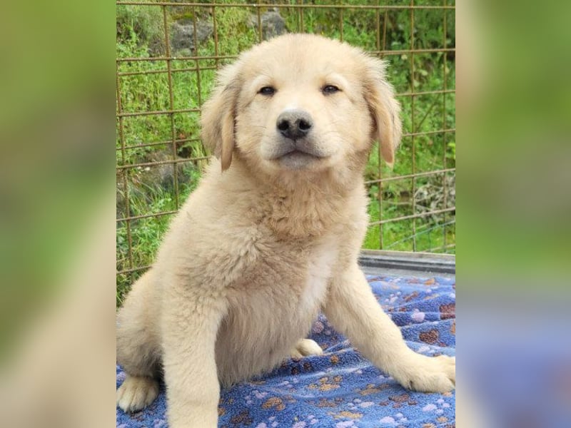 Welpenbub ♥Atlas♥ möchte lernen, lieben, leben