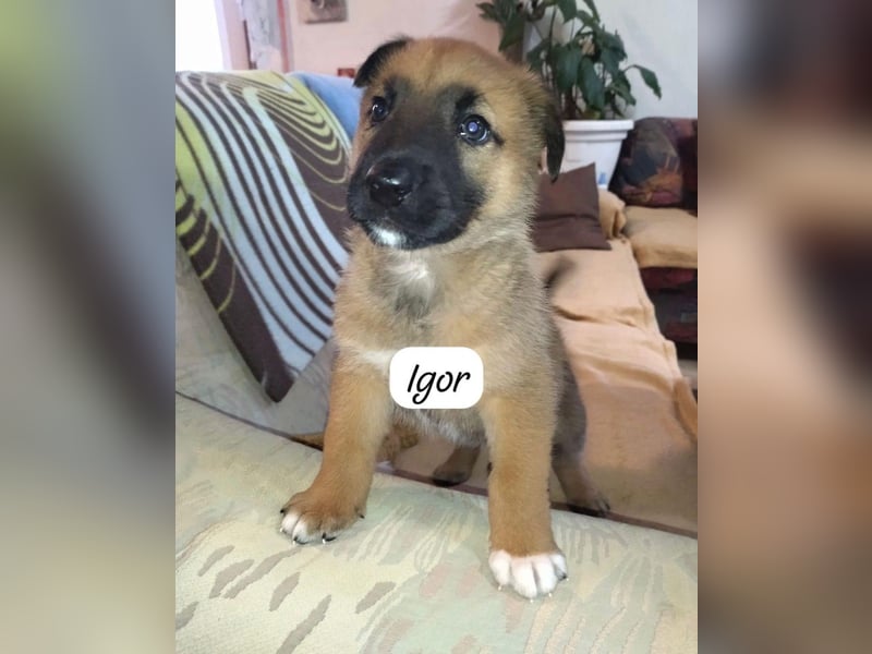 Igor - mit der Flasche aufgezogen