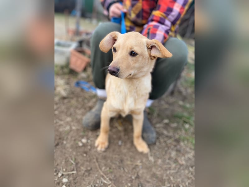 Das süße Hundekind Capi sucht seine Famile!
