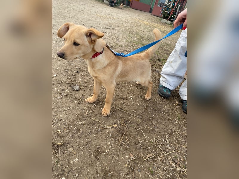 Das süße Hundekind Capi sucht seine Famile!