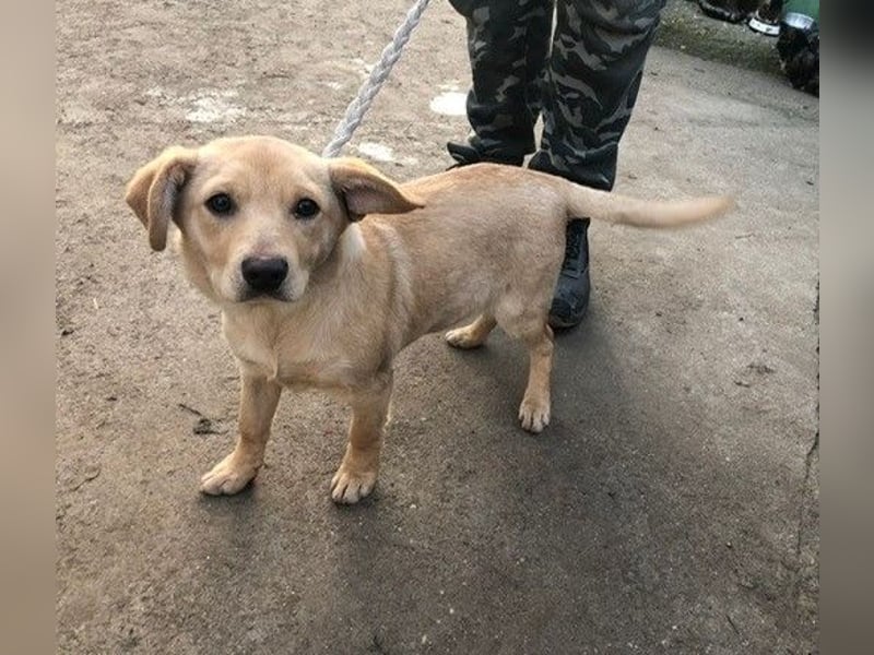 Das süße Hundekind Capi sucht seine Famile!
