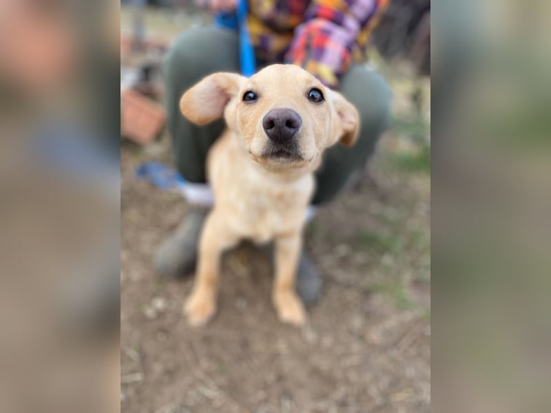 Das süße Hundekind Capi sucht seine Famile!