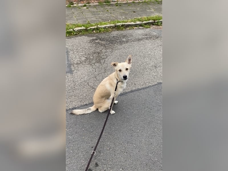 Buddy in Dresden wird ein Scheidungsopfer