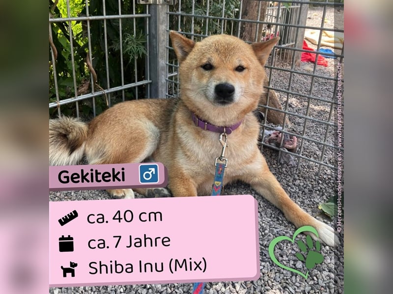 Gekiteki Slowakei reserviert (NB) Shiba Inu (Mix) Rüde - freundlich