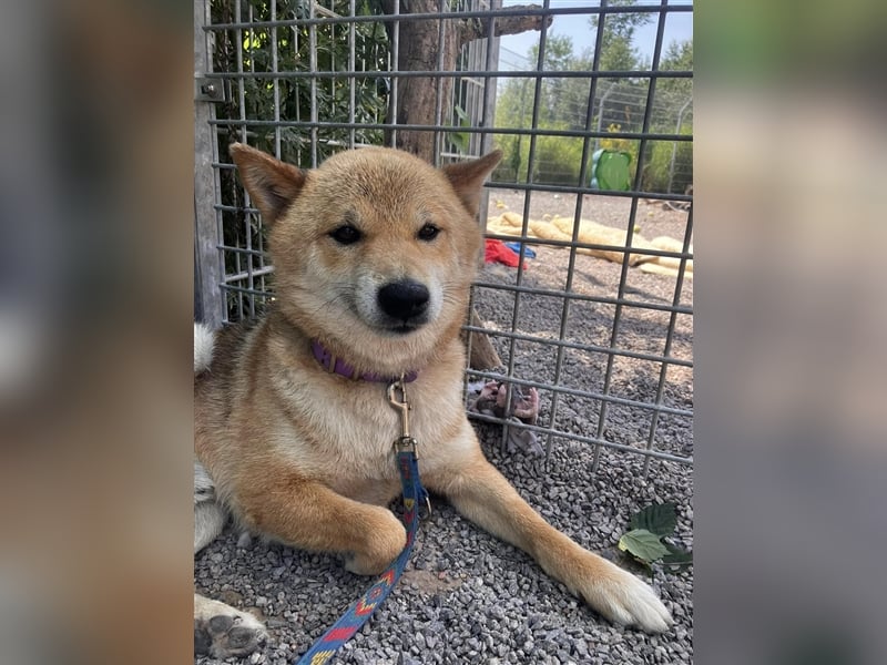 Gekiteki Slowakei reserviert (NB) Shiba Inu (Mix) Rüde - freundlich