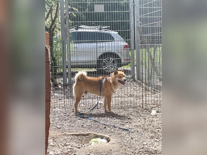 Gekiteki Slowakei reserviert (NB) Shiba Inu (Mix) Rüde - freundlich