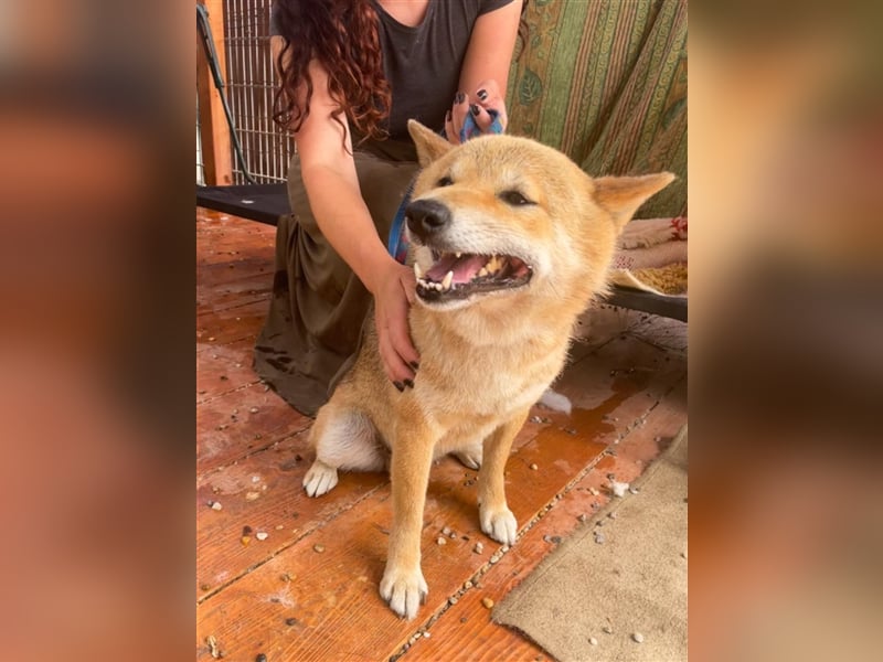 Gekiteki Slowakei reserviert (NB) Shiba Inu (Mix) Rüde - freundlich