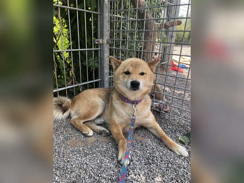 Gekiteki Slowakei reserviert (NB) Shiba Inu (Mix) Rüde - freundlich