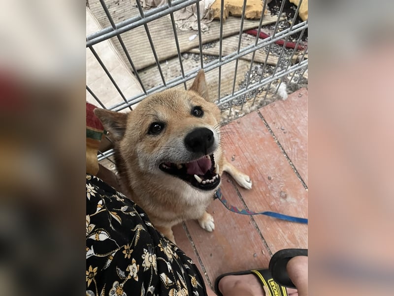 Gekiteki Slowakei reserviert (NB) Shiba Inu (Mix) Rüde - freundlich