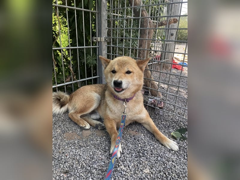 Gekiteki Slowakei reserviert (NB) Shiba Inu (Mix) Rüde - freundlich