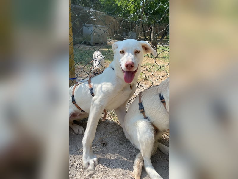 Lior - Vorsichtiger Hundejunge mit Sehnsucht nach Sicherheit