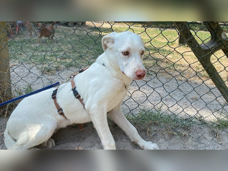 Lior - Vorsichtiger Hundejunge mit Sehnsucht nach Sicherheit