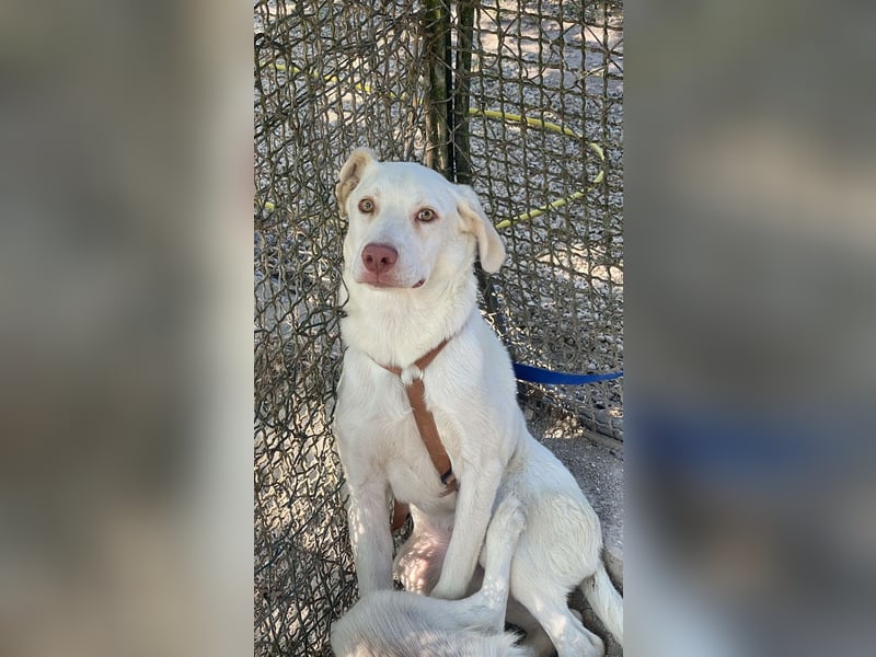 Lior - Vorsichtiger Hundejunge mit Sehnsucht nach Sicherheit