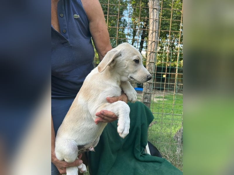 Augustin - (dringend Zuhause oder Pflegestelle gesucht) Ist das Glück jetzt zum Greifen nah ?