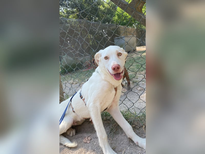 Lior - Vorsichtiger Hundejunge mit Sehnsucht nach Sicherheit