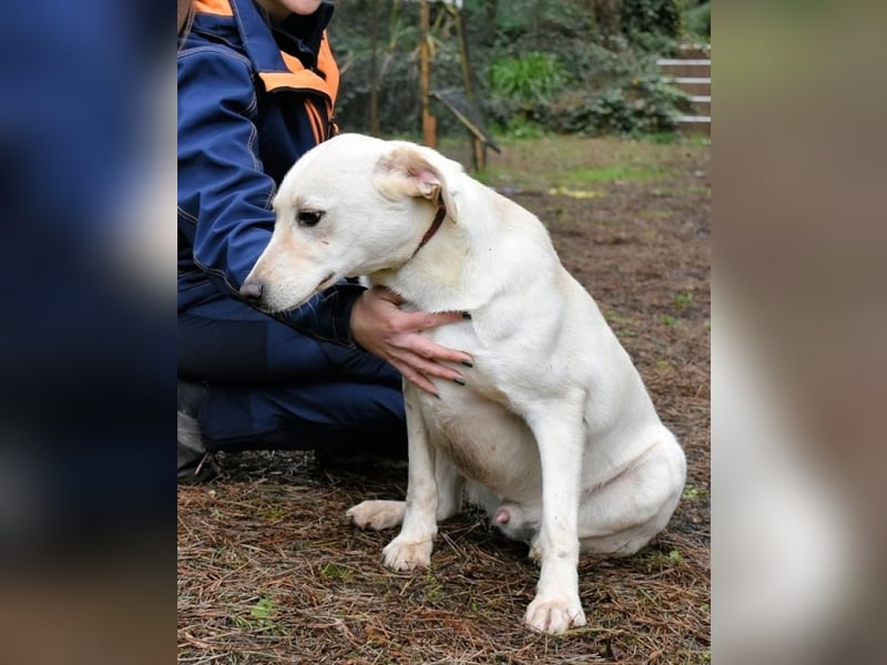 Hughie- sucht einen Freund für's Leben