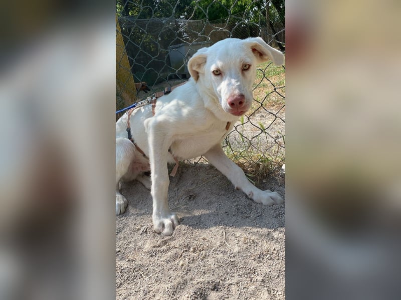 Lior - Vorsichtiger Hundejunge mit Sehnsucht nach Sicherheit