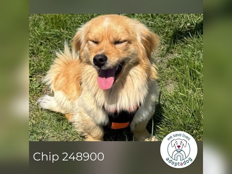 Chip 248900: Hundekind sucht ein Zuhause
