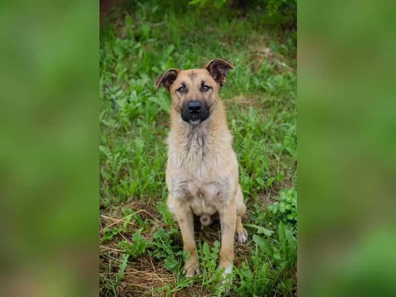 Lupo: Junghund sucht ein Zuhause