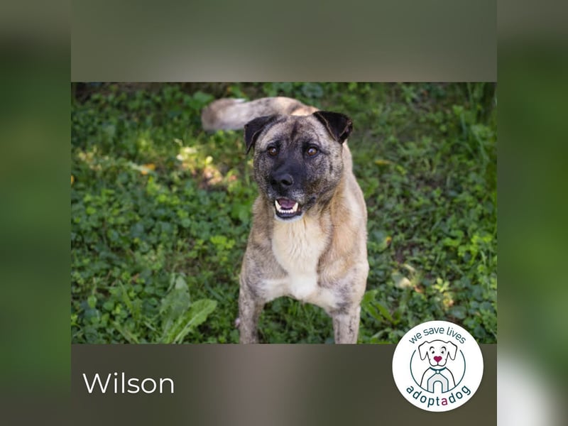 Wilson – Opi sucht Zuhause