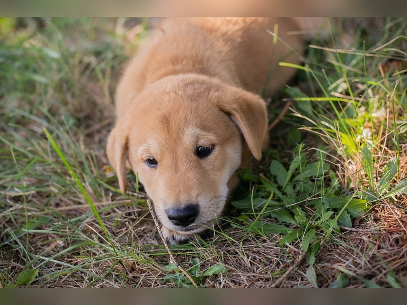 Gregor: Hundekind sucht ein Zuhause