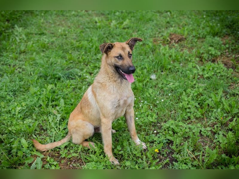 Lupo: Junghund sucht ein Zuhause