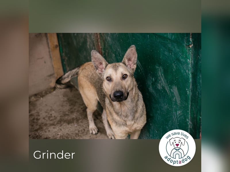 Grinder: Verspielter Junghund