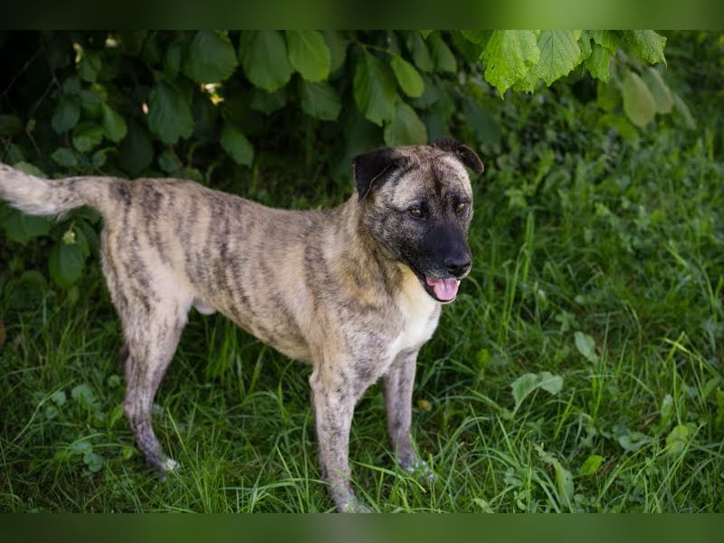 Wilson – Opi sucht Zuhause