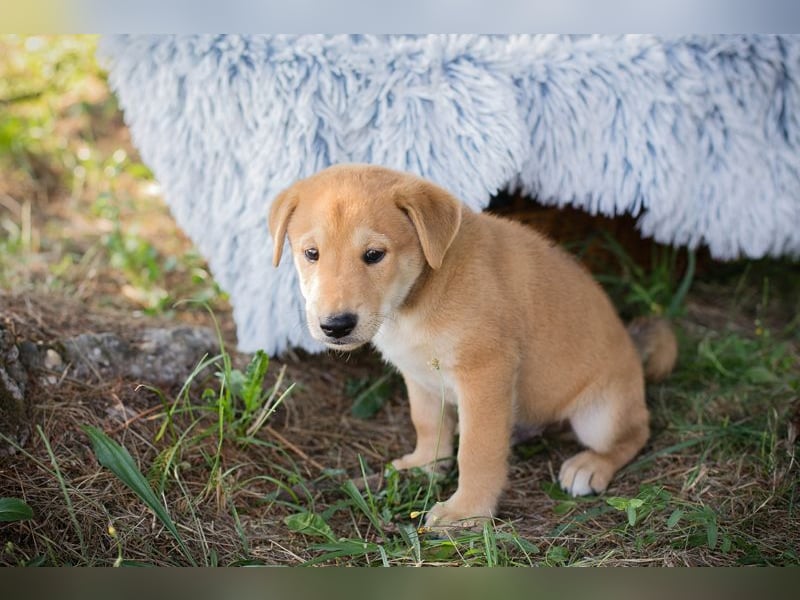 Gregor: Hundekind sucht ein Zuhause