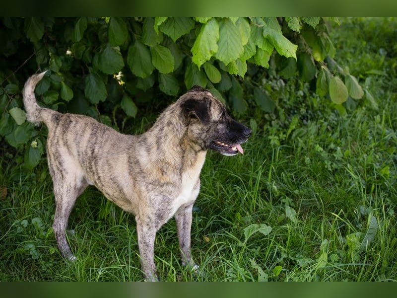 Wilson – Opi sucht Zuhause