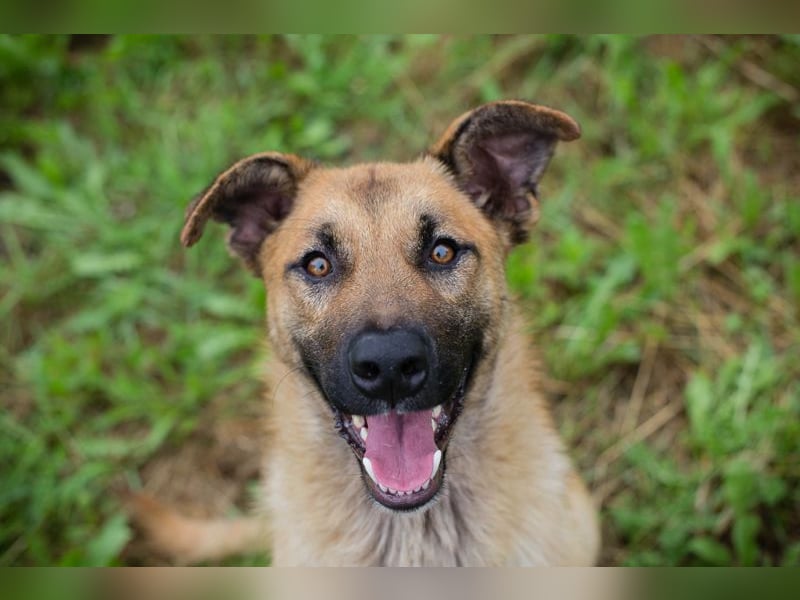 Lupo: Junghund sucht ein Zuhause