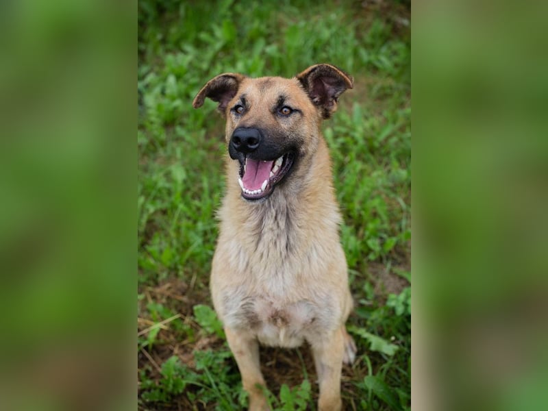 Lupo: Junghund sucht ein Zuhause