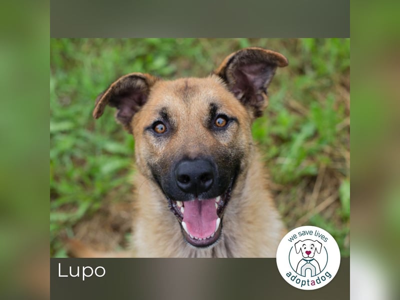 Lupo: Junghund sucht ein Zuhause