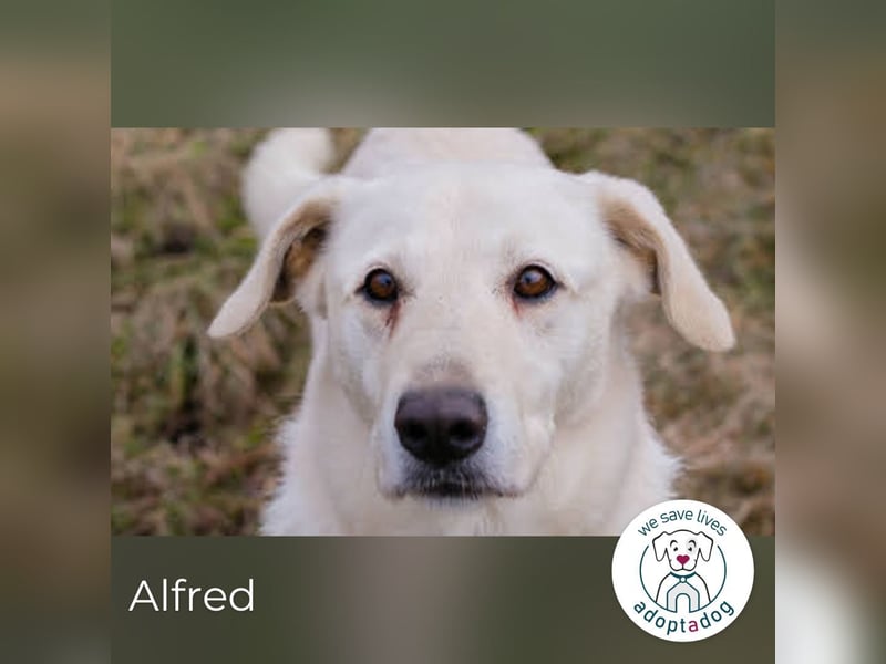 Alfred: Freundlicher Rüde