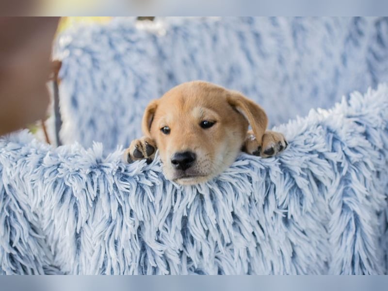 Gregor: Hundekind sucht ein Zuhause