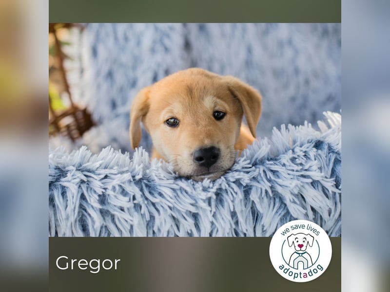 Gregor: Hundekind sucht ein Zuhause