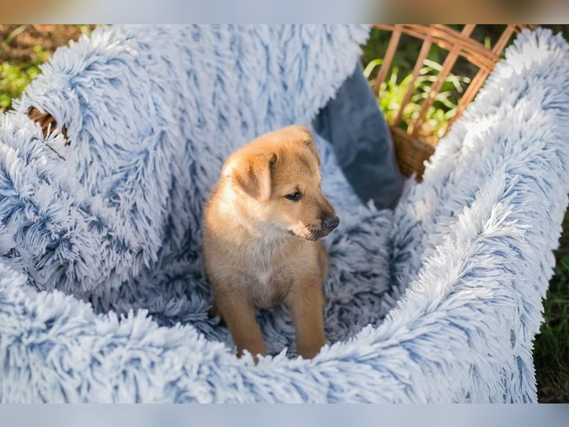 Chip 240683: Hundekind sucht ein Zuhause