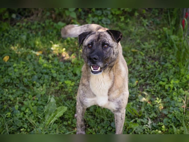 Wilson – Opi sucht Zuhause