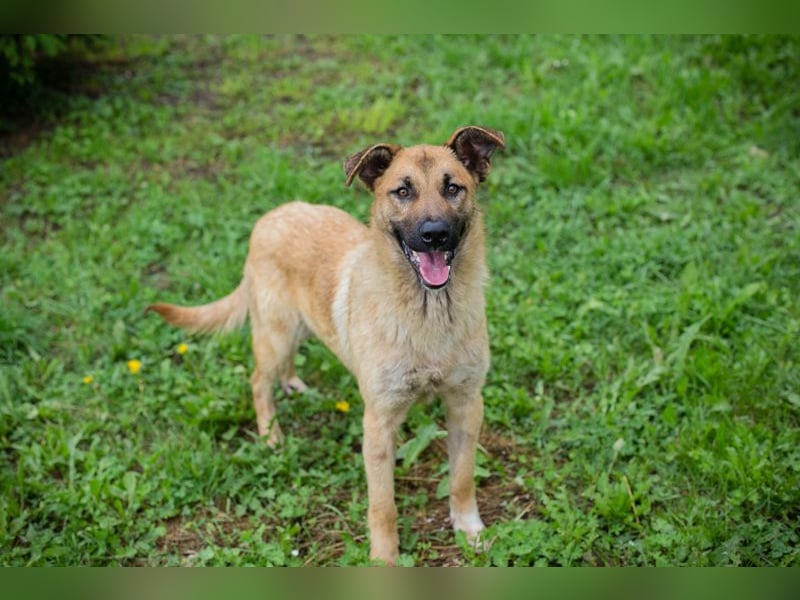 Lupo: Junghund sucht ein Zuhause