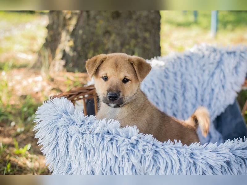 Chip 240683: Hundekind sucht ein Zuhause