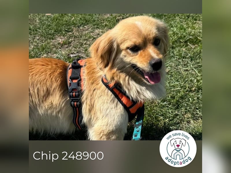 Chip 248900: Hundekind sucht ein Zuhause