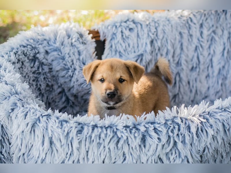 Chip 240683: Hundekind sucht ein Zuhause